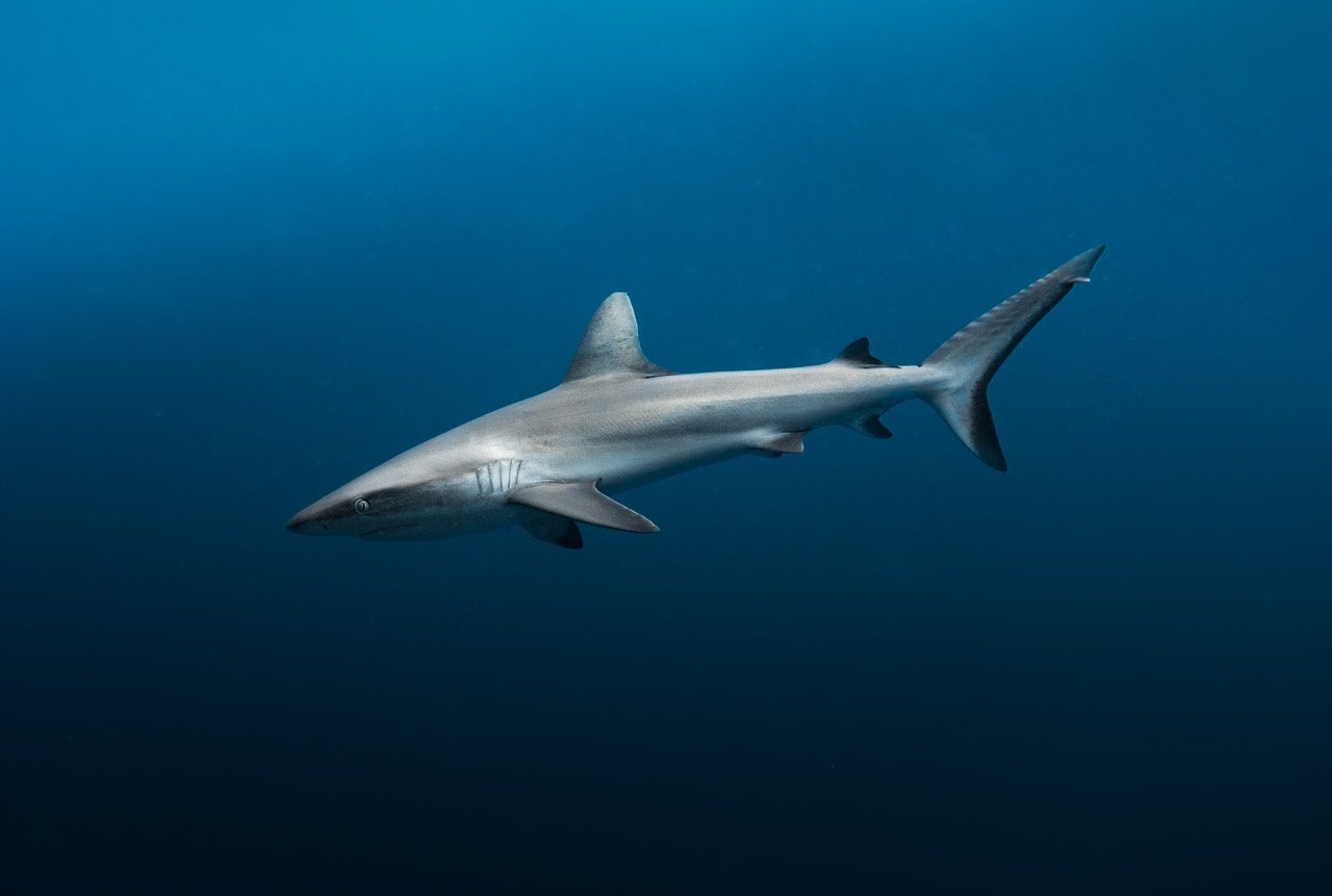 The Ripl of Hope Saving Our Seas